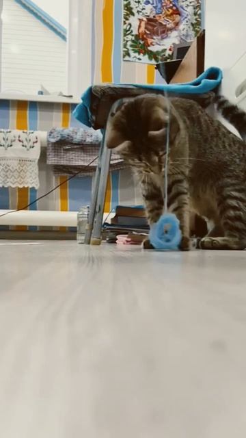 #кошка #кошки #музыка #домашниеживотные #котенок #любимыйпитомец #симба #хочуврек смотреть онлайн