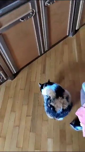 масяня#cat#Милаша# #кошка #кошки #котенок#отцыидети# #бой #сочи #противостояние# #охота#хвост смотреть онлайн