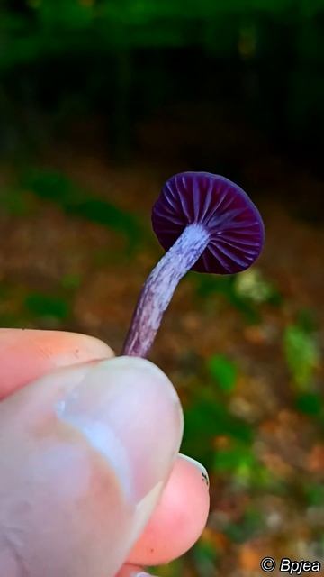 Amethyst Deceiver - An Edible Mushroom You Might Not Have Heard About