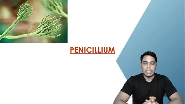Biological Classification | Fungi | Lecture 45 | Biology | Class 11 | CBSE | NEET | AIIMS смотреть онлайн