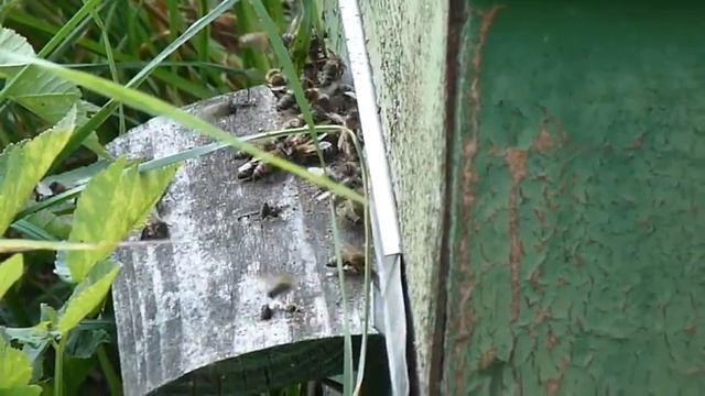 пчелиное воровство смотреть онлайн