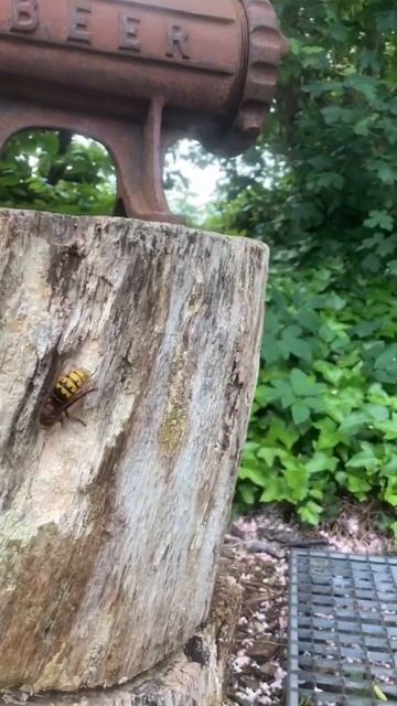 Шершень это страшно смотреть онлайн