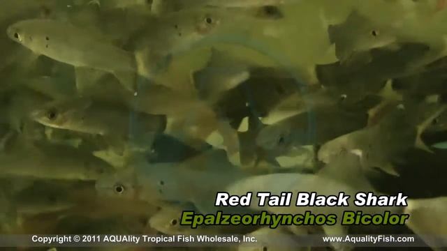Red Tail Black Shark смотреть онлайн