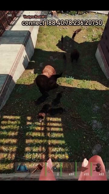 как кормить Медведей в РАСТ / Rust смотреть онлайн