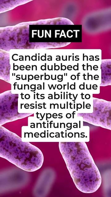 Candida Auris And Its 