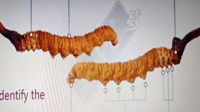 Some facts of yarsagumba!! смотреть онлайн