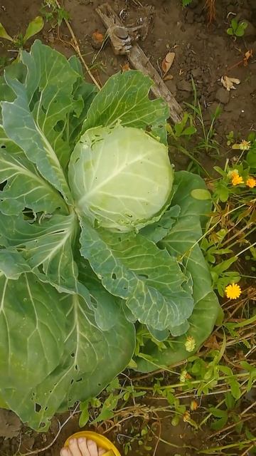 Капуста белокочанная. Новый Урожай #капуста #огород