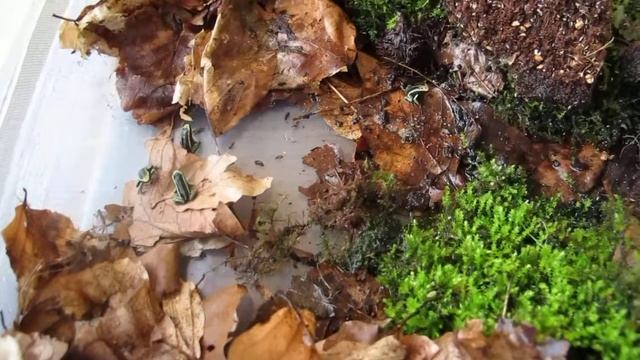 Aufzucht Ameerega trivitatta смотреть онлайн