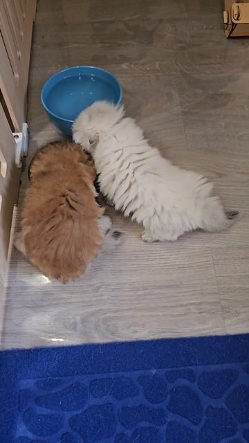 Малышам чуть больше месяца, а они во всю уже кушают сухой корм и про водичку не забывают. Умнички!😍 смотреть онлайн