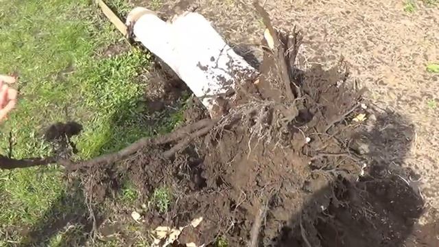 патрол выдергивает пень 13 смотреть онлайн
