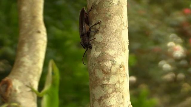 The Longhorn Beetle & The Unexpected Footage смотреть онлайн