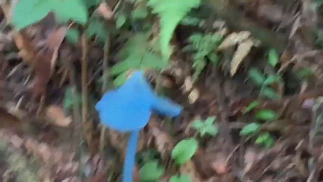Blue Mushrooms - Cogumelos Azuis - Found in Brazil - Achado no Brasil Entoloma hochstetter смотреть онлайн