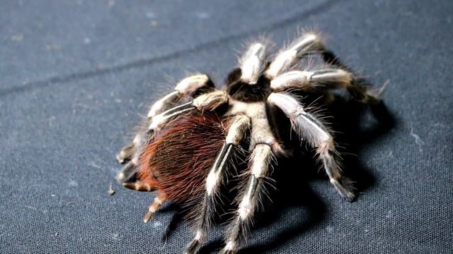 Introducing The GENUS "Nhandu" смотреть онлайн