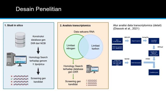 Identifikasi gen DXR pada jalur non-mevalonate biosintesis isoprenoid Yarrowia lipolytica смотреть онлайн