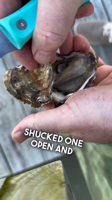 Pacific Oyster Taste Test Round 2…still a no for me… #oystertastetest смотреть онлайн