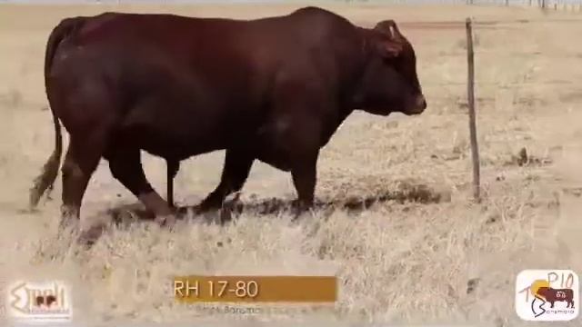 TOP 10 BONSMARA AUCTION смотреть онлайн