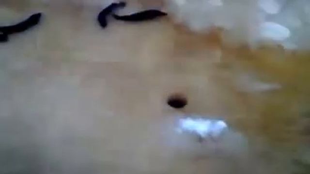 Подледная рыбалка, это надо видеть!