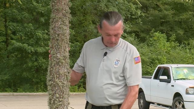 Lichen On Trees – Garden Notes