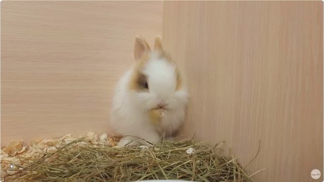 Кролик и чем отличается кролик от зайца. смотреть онлайн