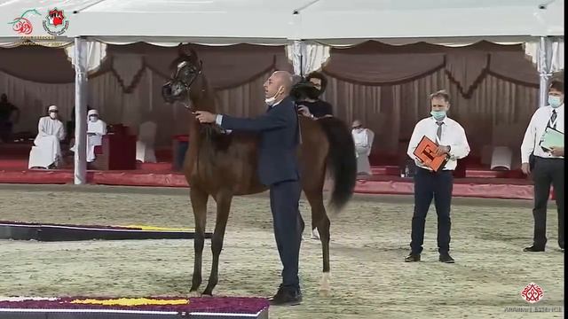 N 86 SAMARA BHM Emirates Arabian Horse Breeders Championship 2021 Yearling Fillies Class 1F смотреть онлайн