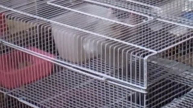 Веселый хомячок [Funny Hamster] смотреть онлайн