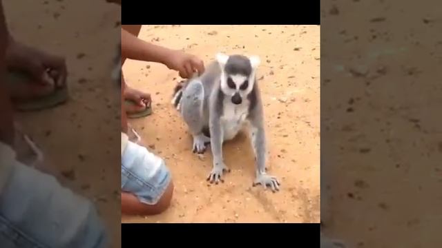 Наглые животные смотреть онлайн