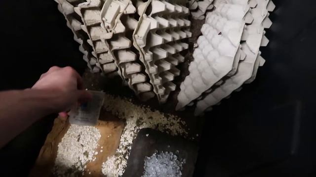 Dubia Roach Maintenance and feeding update смотреть онлайн