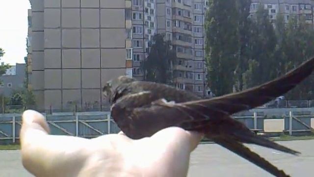 Чижуля полетел!!! смотреть онлайн