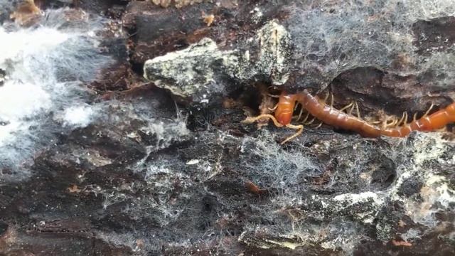 Brown Centipede смотреть онлайн