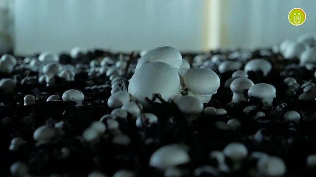 Владзьо на найбільшій фермі печериць в Тернопільській області Fungi Farm