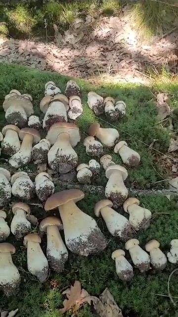 Prawdziwki W Borach Tucholskich