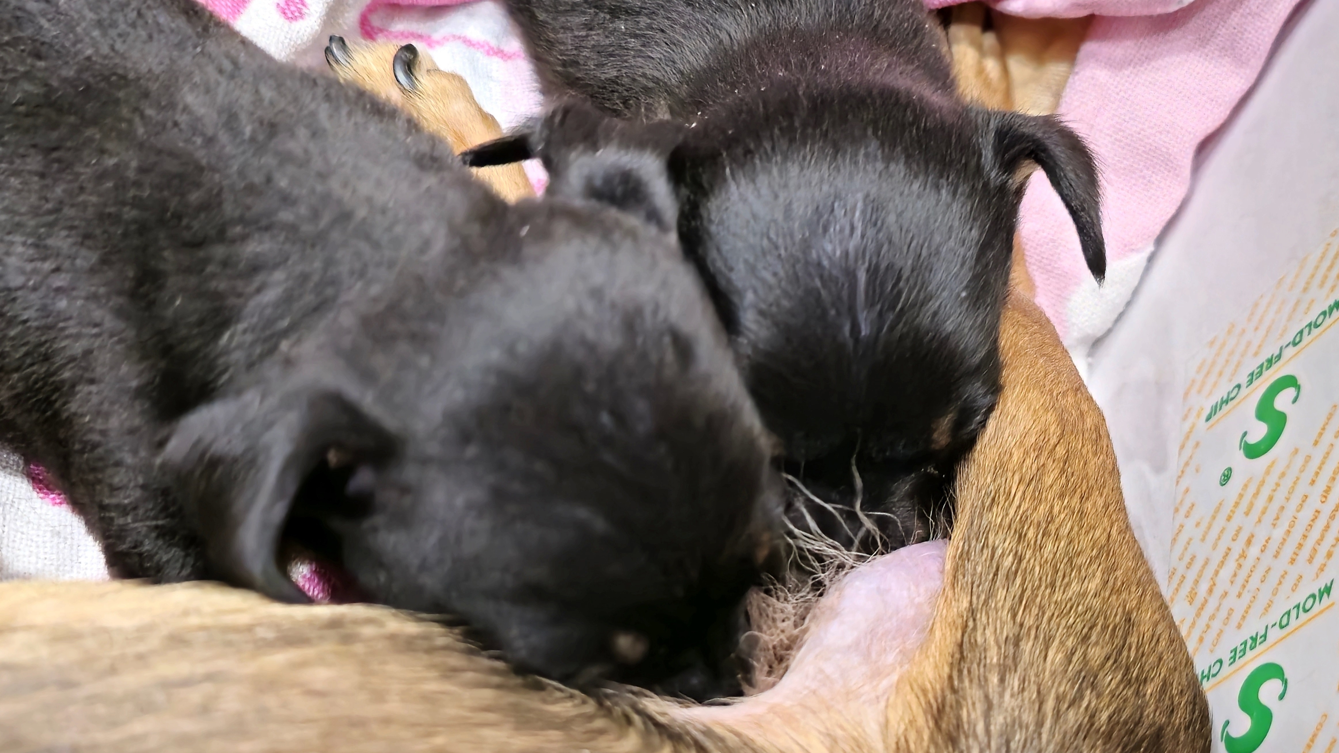 Щенки Русского Той Терьера сосут сиську матери смотреть онлайн