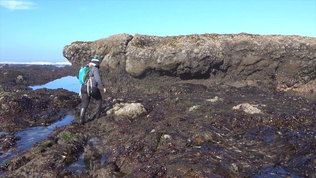 Tide Pool Etiquette смотреть онлайн