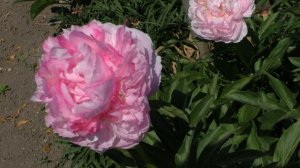 Пион Pink Cotton Candy