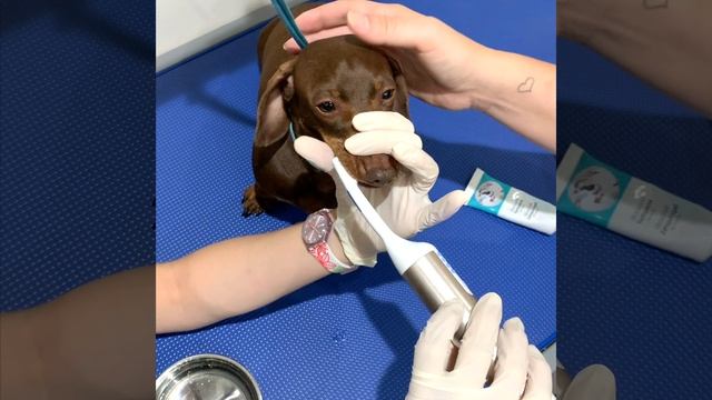 Ultra sound teeth cleaning for Dogs - before and after смотреть онлайн