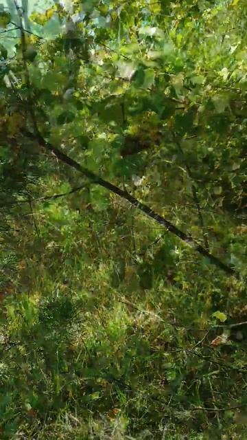 Жарко. В поиске грибов.