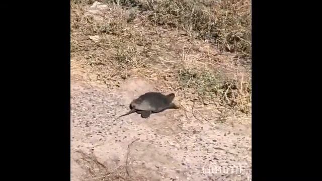 Встретили черепаху) смотреть онлайн