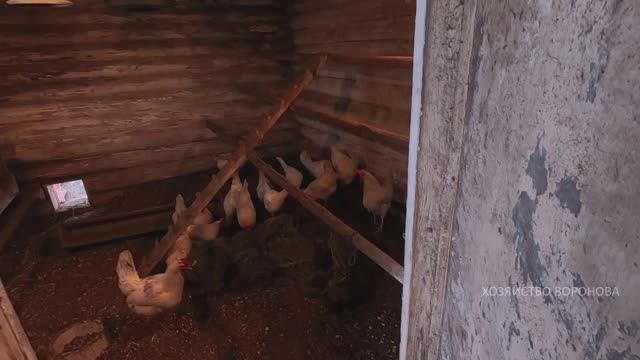 Даю тину курам смотреть онлайн