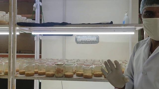 प्राकृतिक वियाग्रा की खेती से कमाओं लाखों रूपयें (Cordyceps) смотреть онлайн