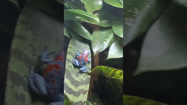 Oophaga sylvatica calling смотреть онлайн