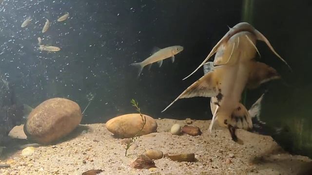 Goonch catfish(Bagarius bagarius) from Mahanadi river, Odisha смотреть онлайн