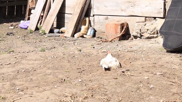 В мире животных.В деревне.12 и 13.04.2024.In the animal world.In the village.12 & 13.04.2024. смотреть онлайн