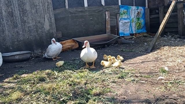 Утка вывела утят в общий птичий двор! смотреть онлайн