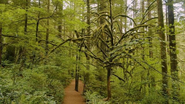 Нежные звуки лесной реки и веселое щебетание птиц, чтобы почувствовать природу дома смотреть онлайн