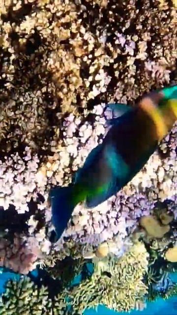 Рыба Попугай | Parrot Fish 🐟 #oracle #red #sea смотреть онлайн