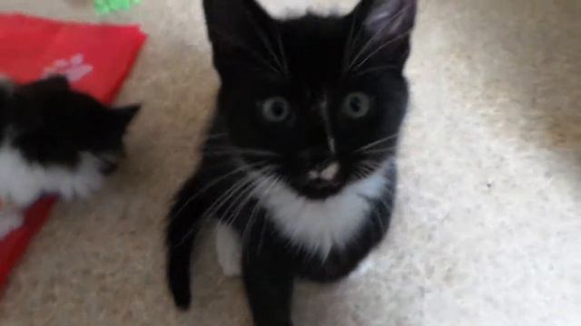 My Kittens Love Their New Just for Cats Toy смотреть онлайн