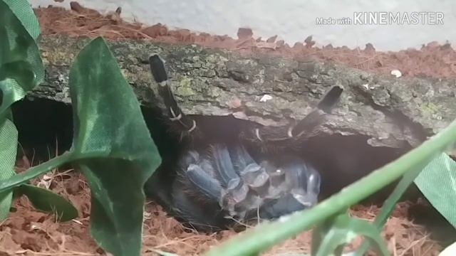 Aphonopelma seemanni moulted смотреть онлайн