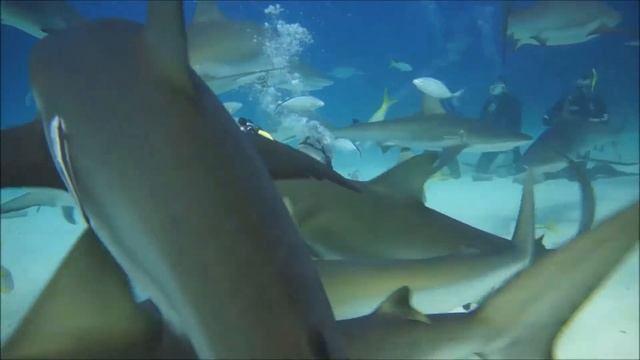 Bahamas diving-sharks смотреть онлайн