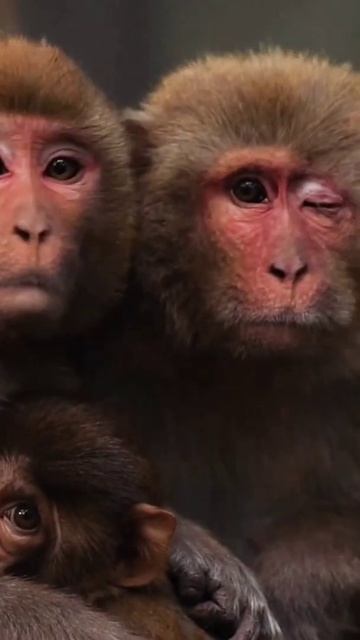 All the selected photos that you all like very much were taken with my camera //natural wildlife смотреть онлайн