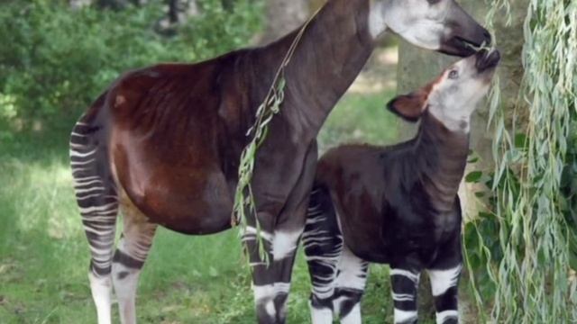 Okapis Belong to the Giraffe Family. ( Amazing facts about okapi . ) смотреть онлайн